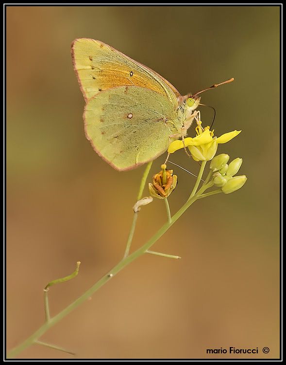 "Mariposa Limn" de Mario Gustavo Fiorucci