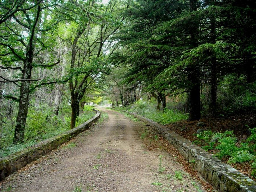 "por buen camino" de Maria Susana Polizzi