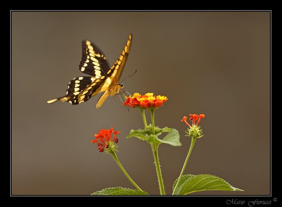 "Mariposa con lantana" de Mario Gustavo Fiorucci