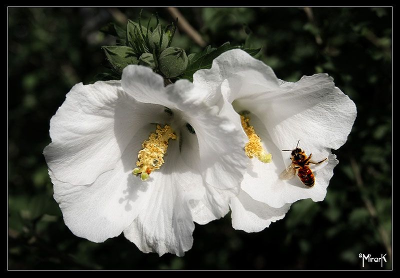 "la abeja" de Mirta Steinberg