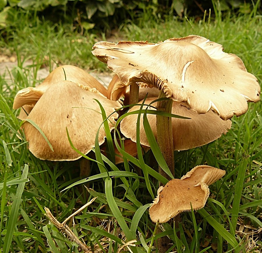 "Estan en mi jardin" de Nora Lilian Iturbide ( Noral )