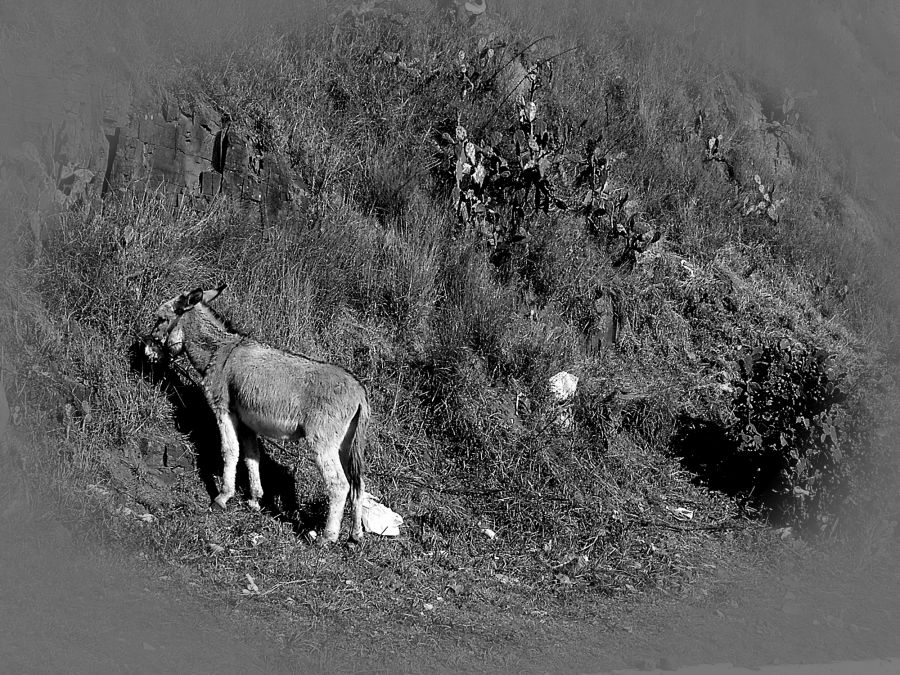 "BURRO!!!" de Arturo Rey