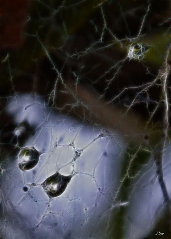 "Gotas en tela de araa" de Solis Alba Iris