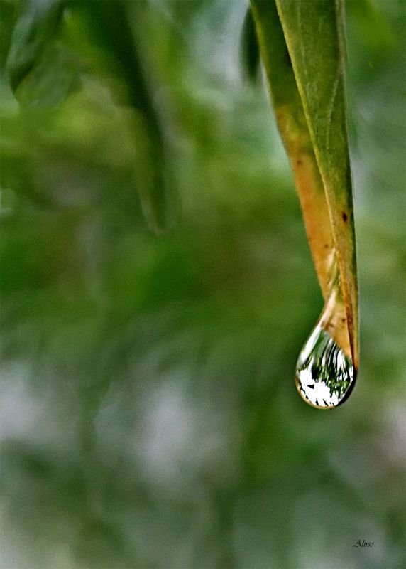 "Reflejo en gota" de Solis Alba Iris