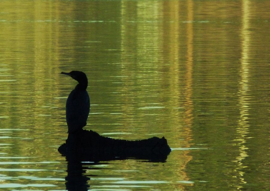 "El solitario." de Bernarda Ballesteros