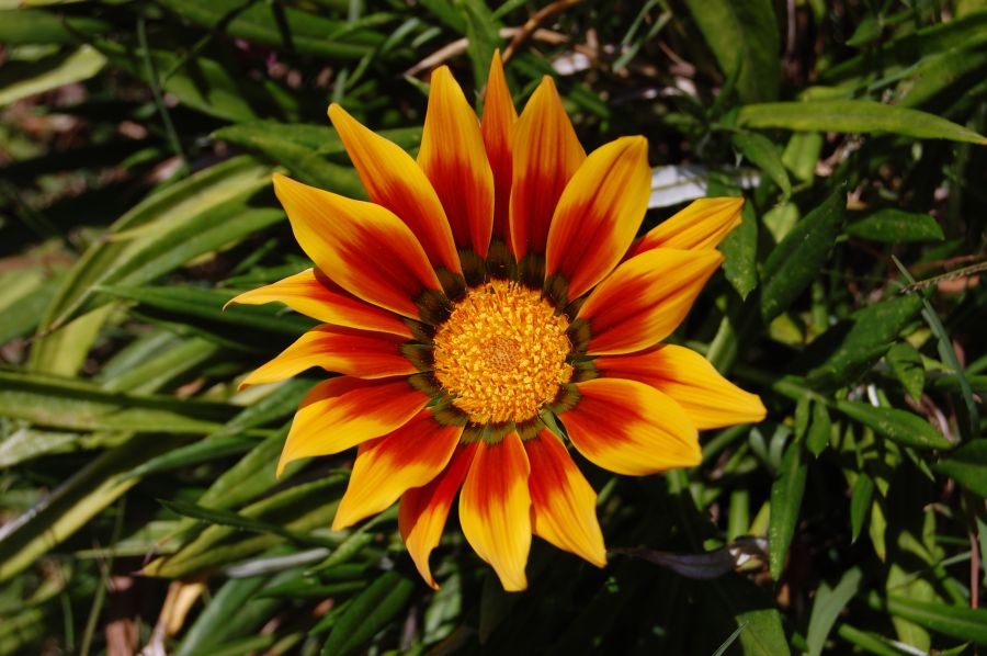 "Colores" de Maria Jose Esmerode