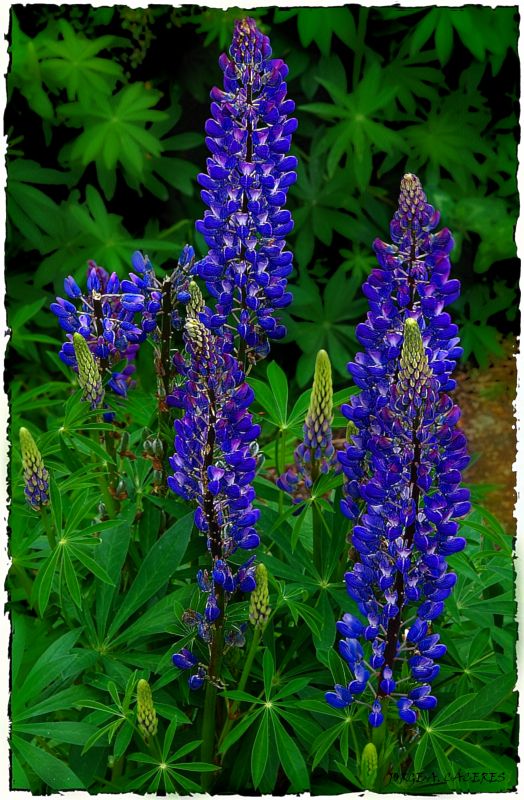 "`Lupines para  ABRIL`" de Jorge A. Cceres