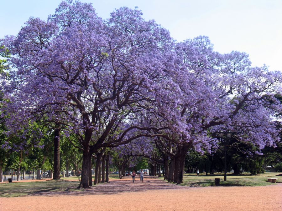 "VIOLETASSSSSSSSS" de Deivid Tellez