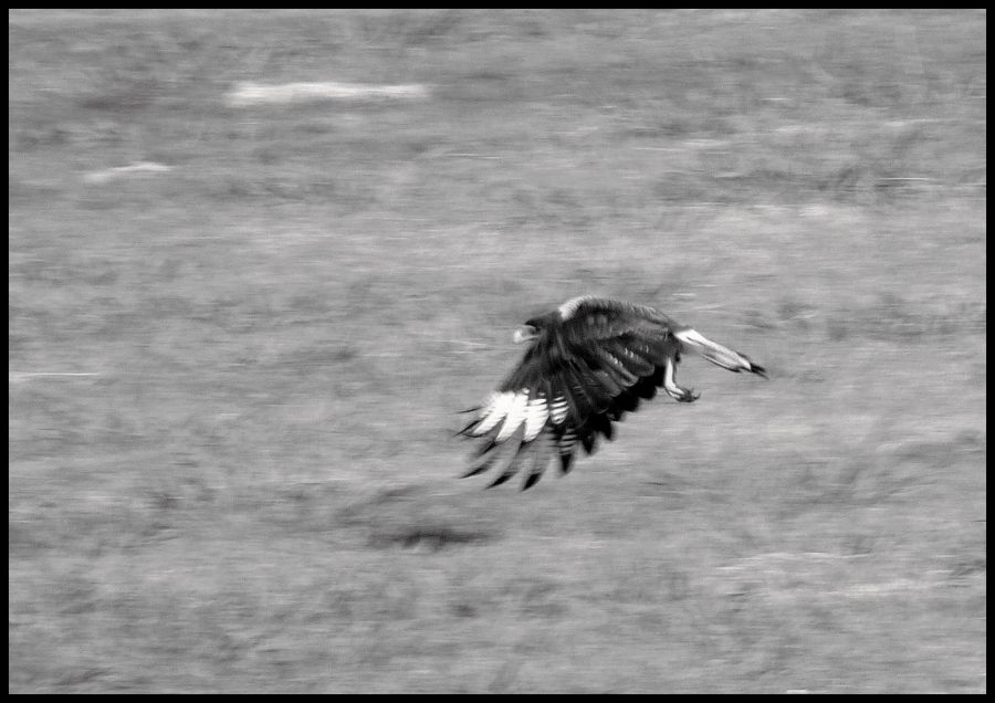 "vuelo rasante" de Noemi Gomez