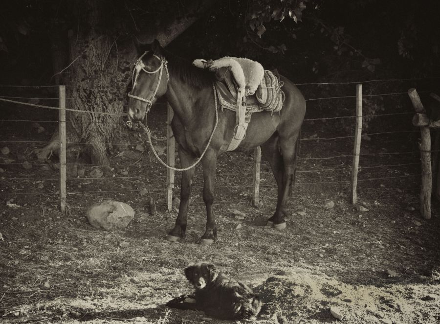 "`Caballo &  perro`" de Jorge A. Cceres