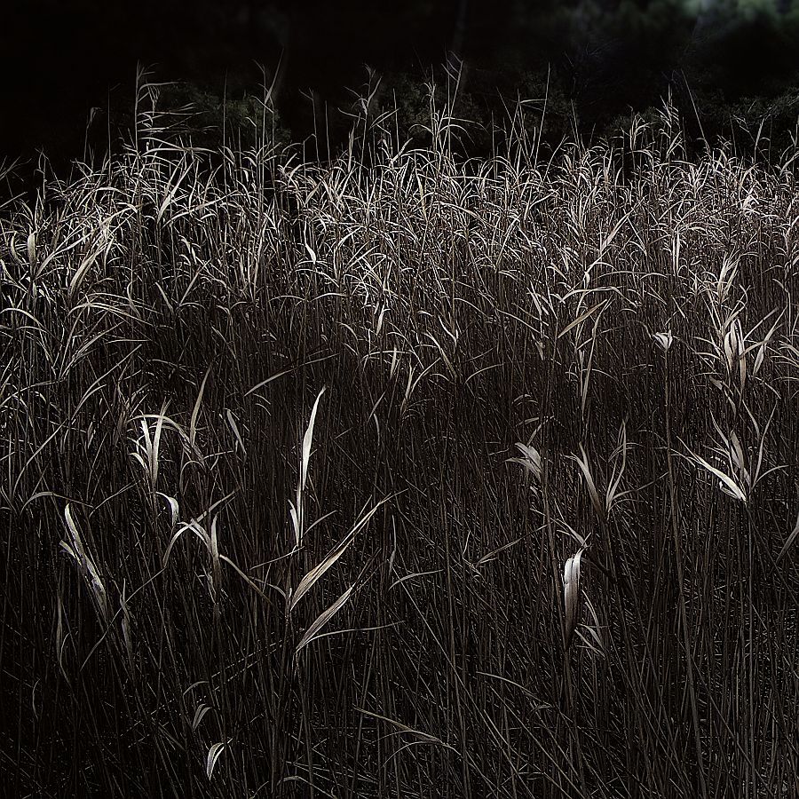 "Juncos" de Francisco Jos Cerd Ortiz