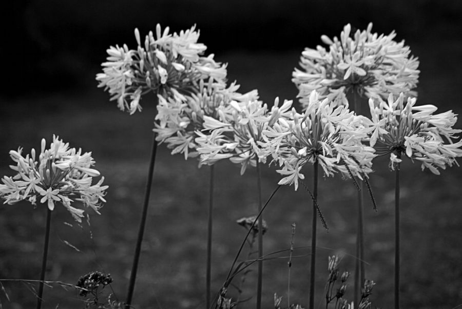 "White Agaphantus" de Carmen Nievas