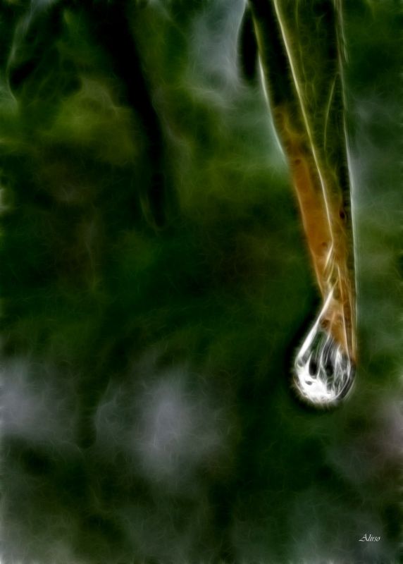 "Gota en Hoja II" de Solis Alba Iris