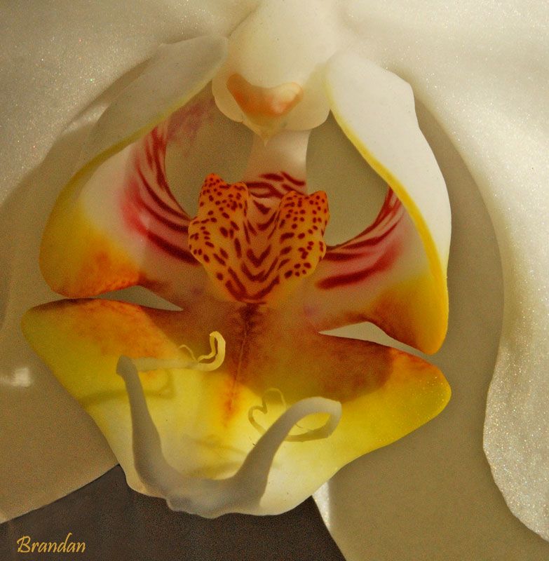 "Orqudea - Detalle" de M Luisa Savirn Cuartango