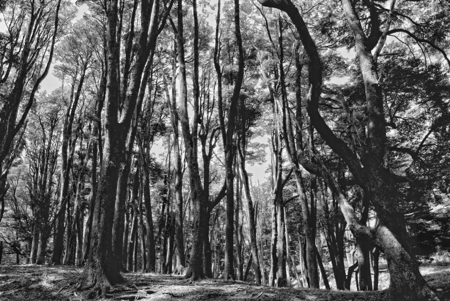 "` Que, l rbol no tape el bosque`" de Jorge A. Cceres