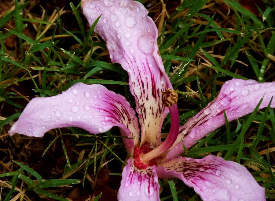 "despues de la lluvia" de Noemi Gomez