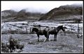 Caballos en la nieve