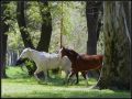 Caballos en el monte...