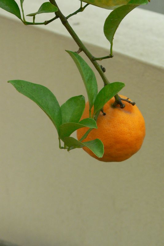 "naranjo en fruto" de Sandra Papadpulo