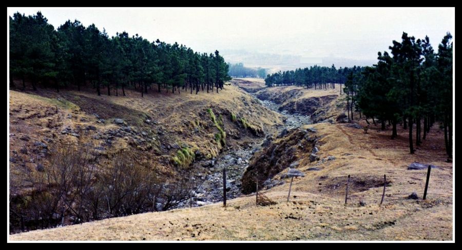 "el pinar de los ciervos" de Ral Riba