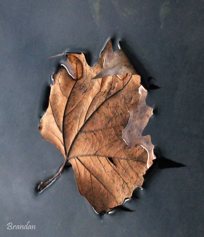 "Un leve roce de hoja muerta" de M Luisa Savirn Cuartango