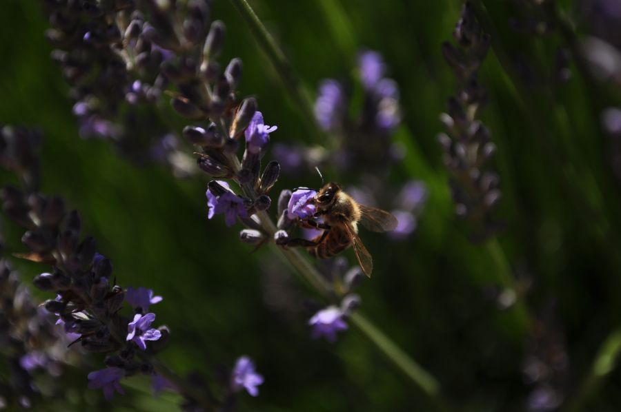 "miel de lavanda" de Cynthia Cordi