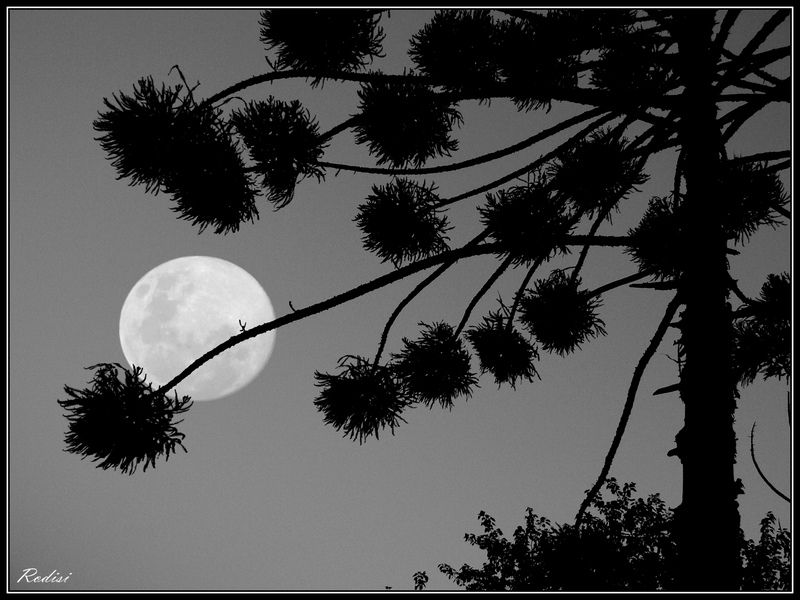 "Luna azul..." de Roberto Di Siervi