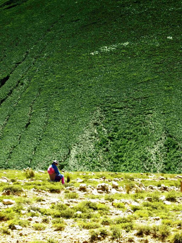 "viejita solitaria" de Walter Jurado