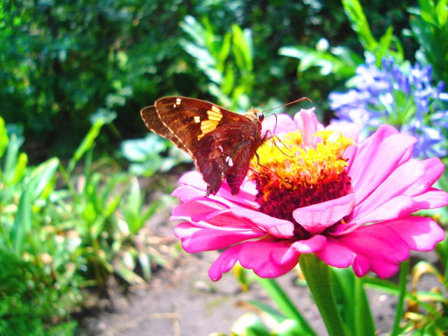 "Mariposa del jardn" de Sandra M Garcia