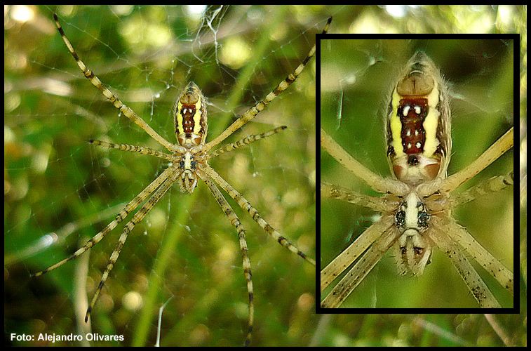 "Argiope Argentata" de Alejandro Olivares