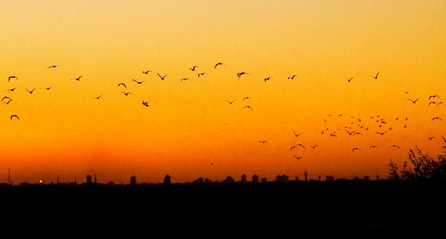 "Domingo a la tarde" de Gregorio Donikian