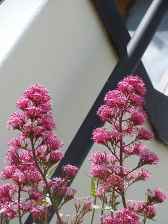 "flor" de Amparo Josefina Maggi