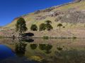 Araucarias reflejadas