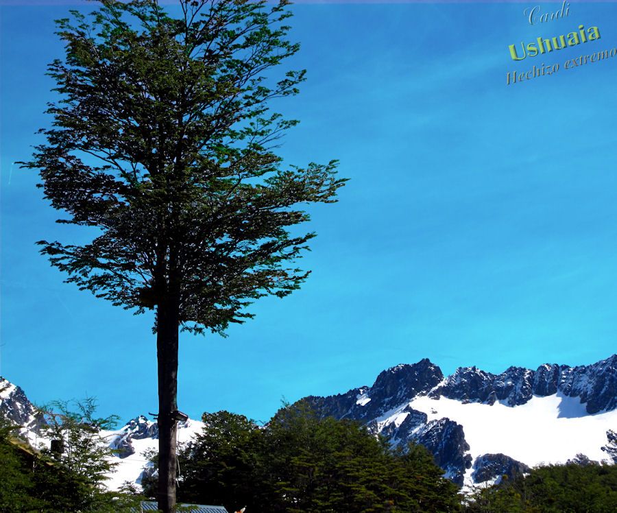 "Lenga y Galciar en Ushuaia, Tierra del Fuego" de Ricardo Pacheco