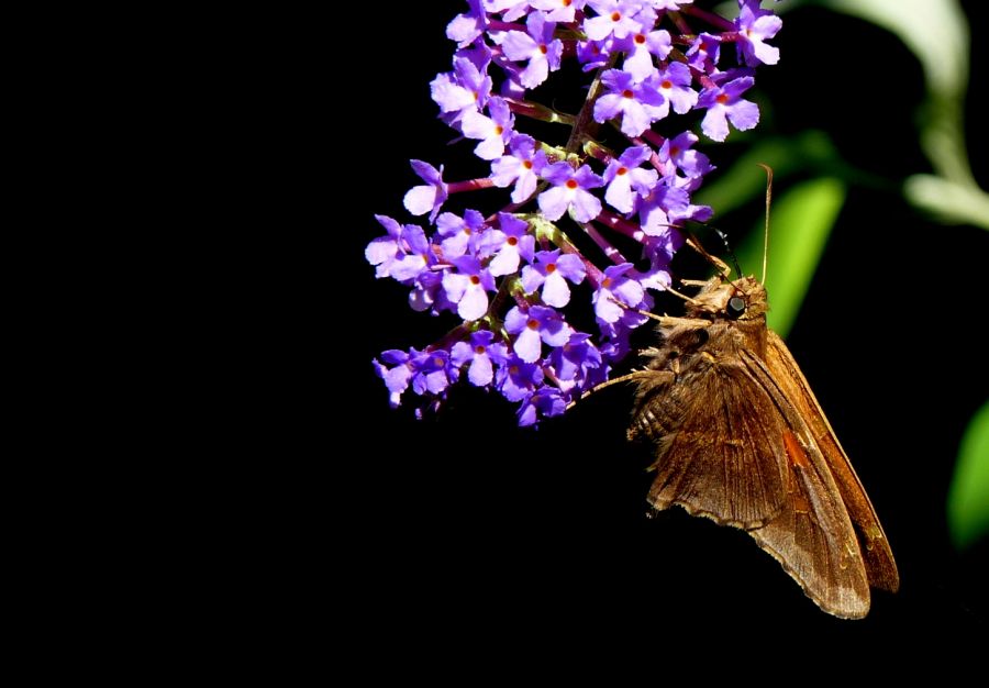 "de flor en flor 2" de Noemi Gomez