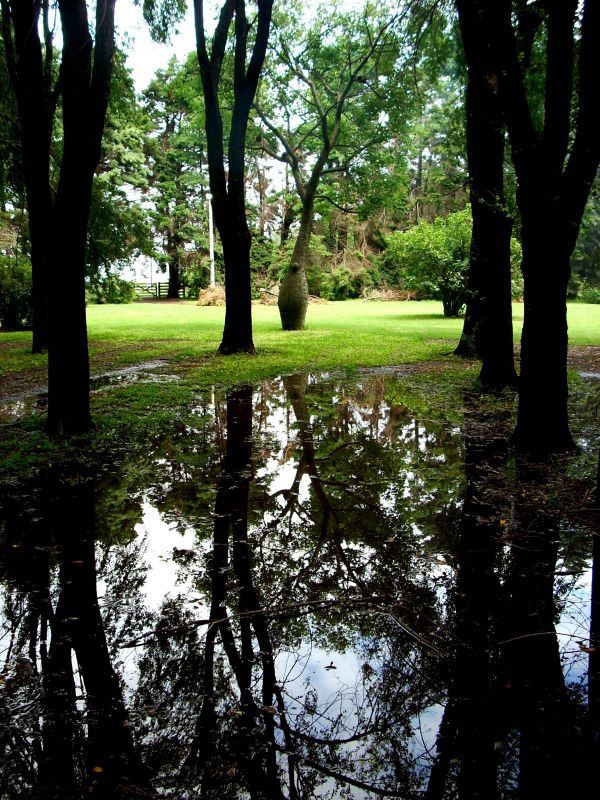 "Arboles de luto" de Luciano Nardone