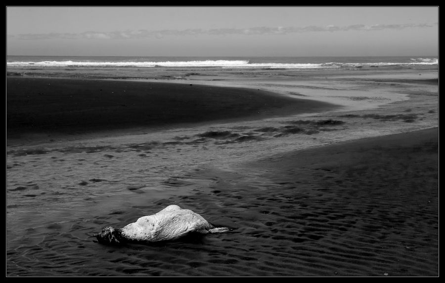 "Morir en la playa" de Seba Japas