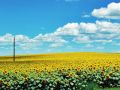 Los girasoles a la vuelta