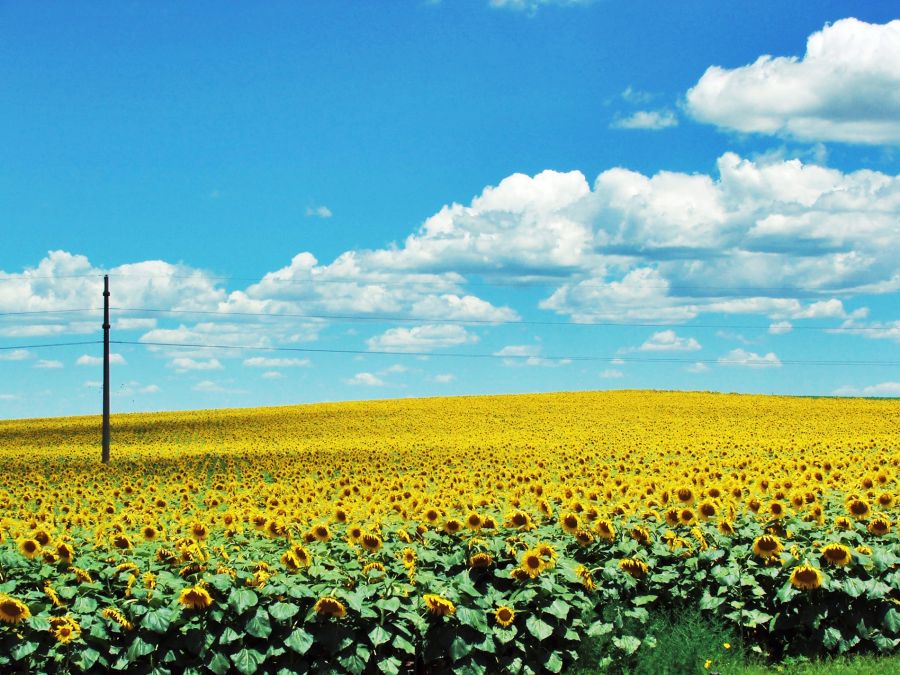 "Los girasoles a la vuelta" de Vero Martnez