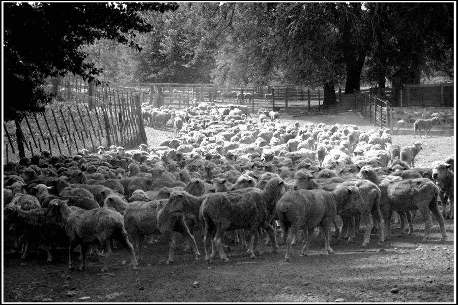 "Camino al corral" de Eva D`Iorio