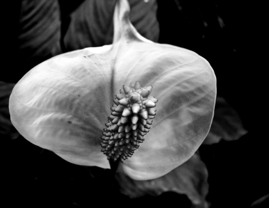 "nacio una flor" de Noemi Gomez