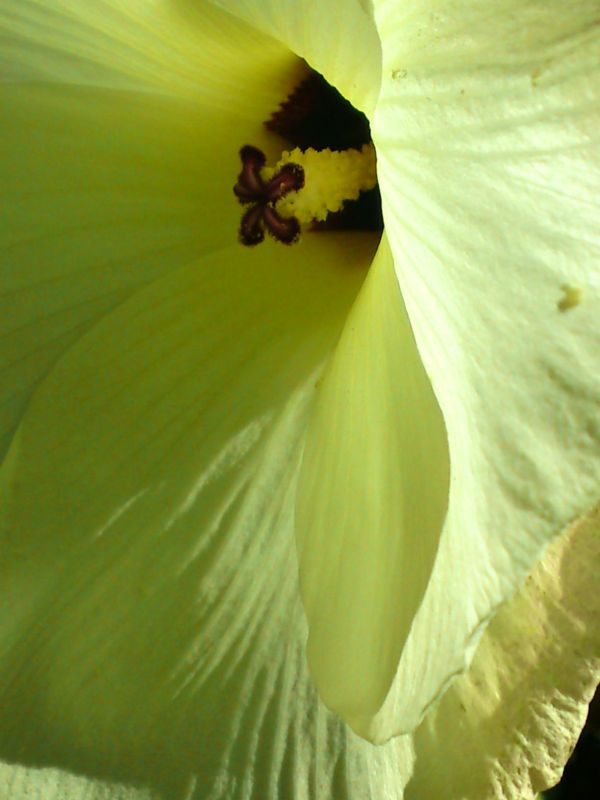 "desnuda en flor" de Eduardo Grinspan