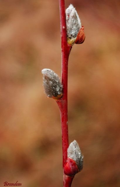 "Brotes" de M Luisa Savirn Cuartango