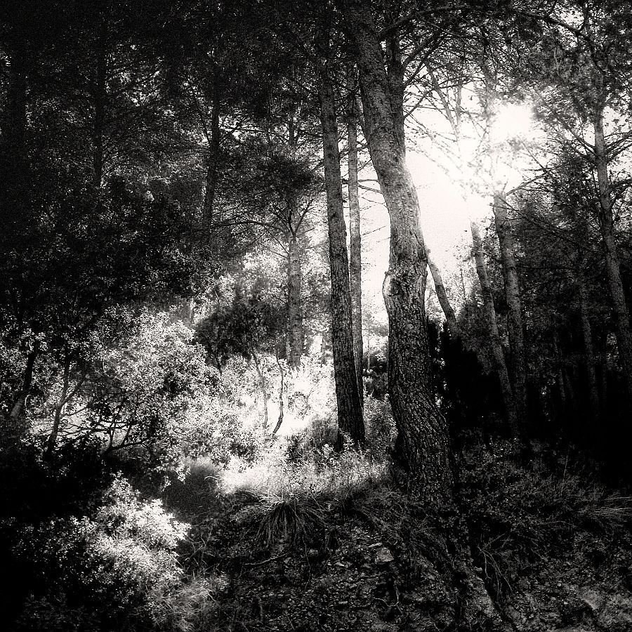 "Sol en el bosque" de Francisco Jos Cerd Ortiz