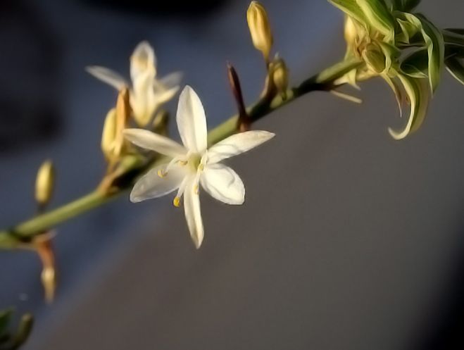 "Florecilla." de Tesi Salado