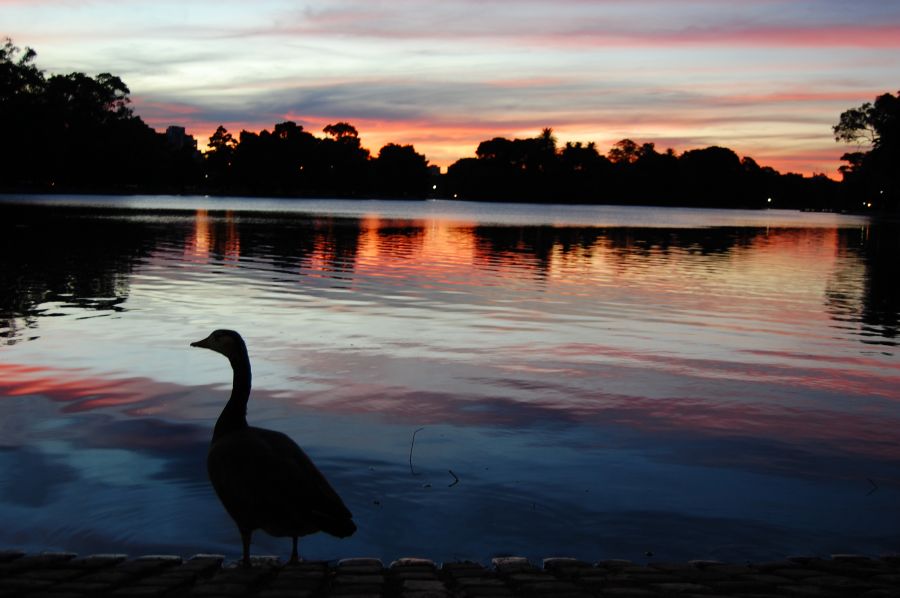 "El Patron del lago" de Mara Constanza Botana