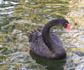 cisne negro