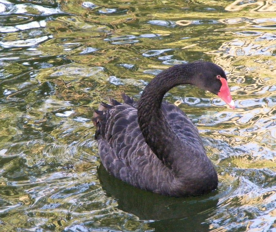 "cisne negro" de Rosie Kolacek