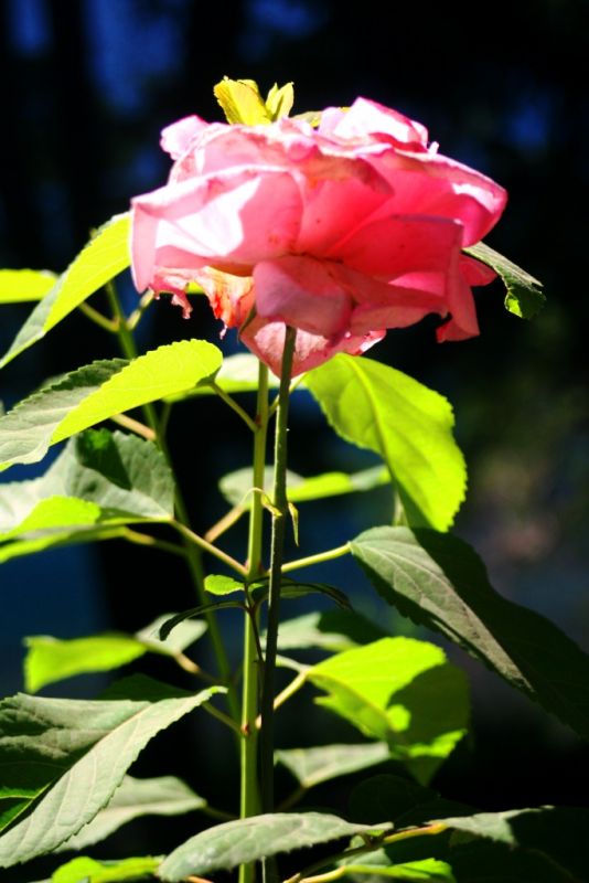 "Rosa de Puerto  Manzano para Adriana Boni" de Maria Cristina Silva