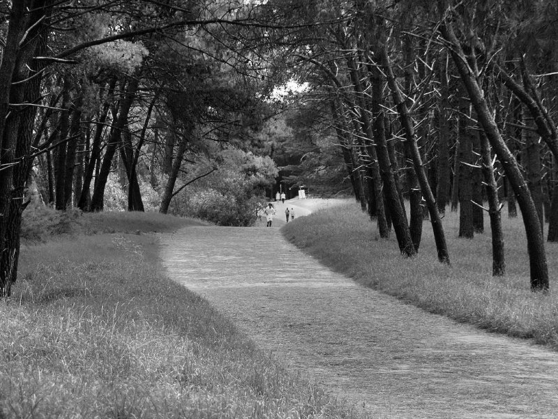 "Sendero en el bosque" de Eli - Elisabet Ferrari